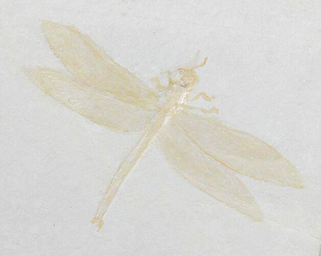 Fossil Dragonfly (Cymatophlebia) - Solnhofen Limestone #50832